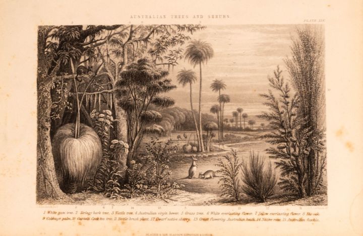 Engravings In Trees Australian Trees And Shrubs Antique Engraving - Antique Auctions America